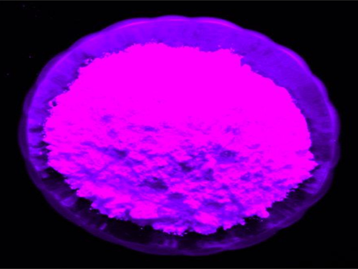 粉红夜光粉_副本.jpg 粉红夜光粉_副本.jpg